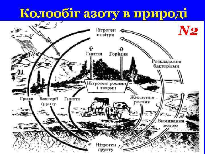 Колообіг азоту в природі N 2 