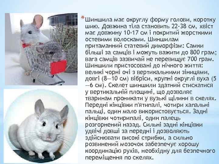 * Шиншила має округлу форму голови, коротку шию. Довжина тіла становить 22 -38 см,