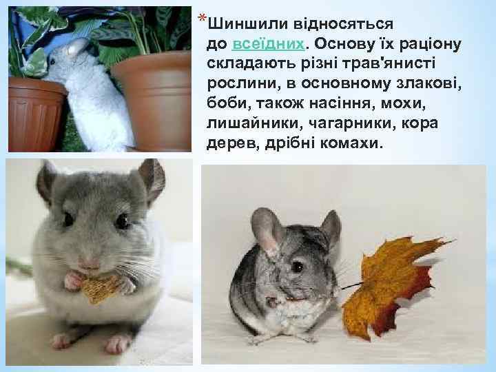 *Шиншили відносяться до всеїдних. Основу їх раціону складають різні трав'янисті рослини, в основному злакові,