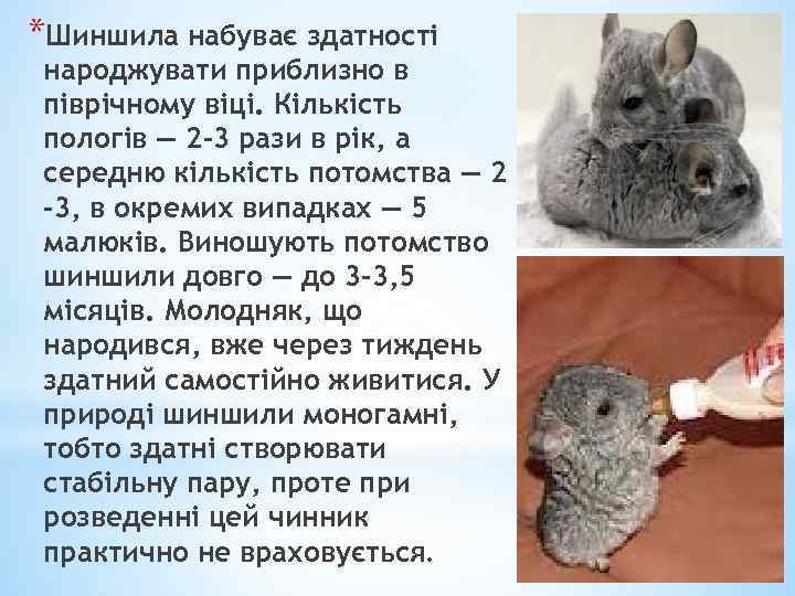 *Шиншила набуває здатності народжувати приблизно в піврічному віці. Кількість пологів — 2 -3 рази