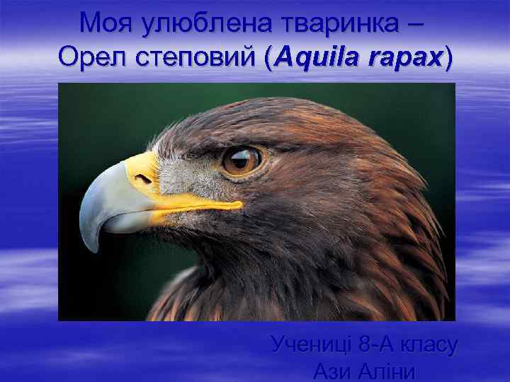 Моя улюблена тваринка – Орел степовий (Aquila rapax) Учениці 8 -А класу Ази Аліни