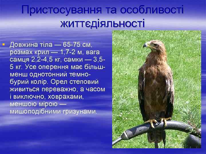 Пристосування та особливості життєдіяльності § Довжина тіла — 65 -75 см, розмах крил —
