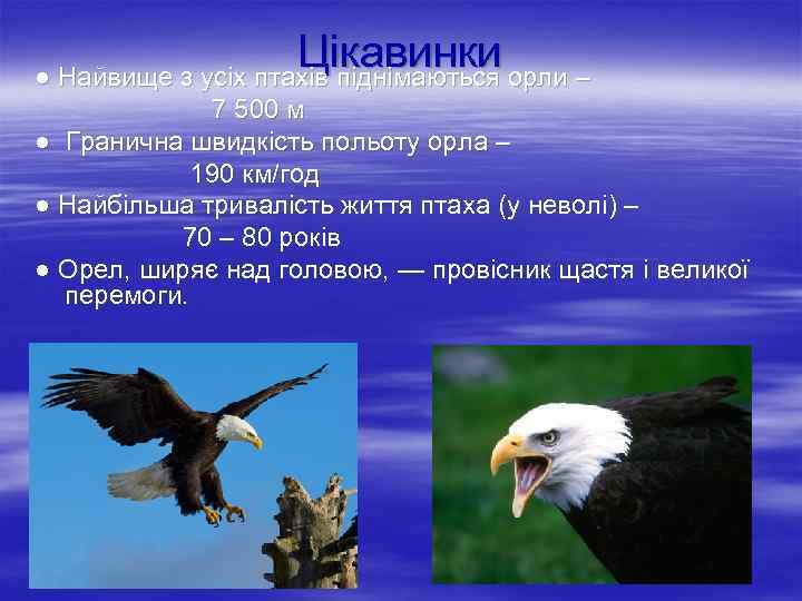 Цікавинки орли – ● Найвище з усіх птахів піднімаються 7 500 м ● Гранична