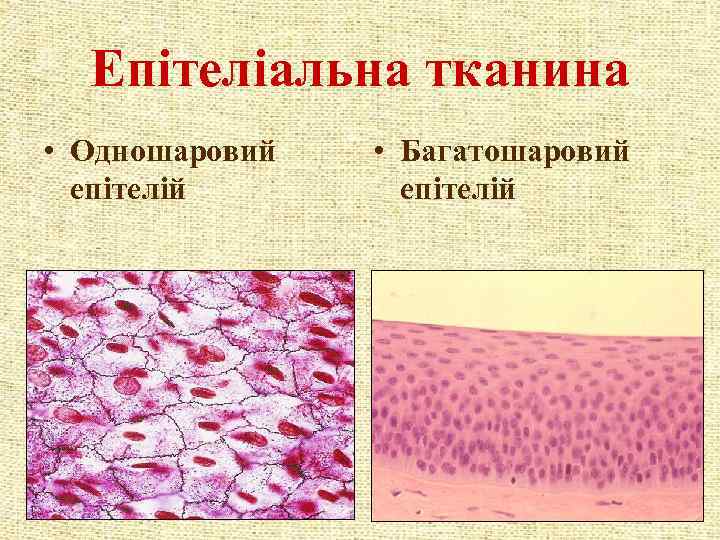 Епітеліальна тканина • Одношаровий епітелій • Багатошаровий епітелій 