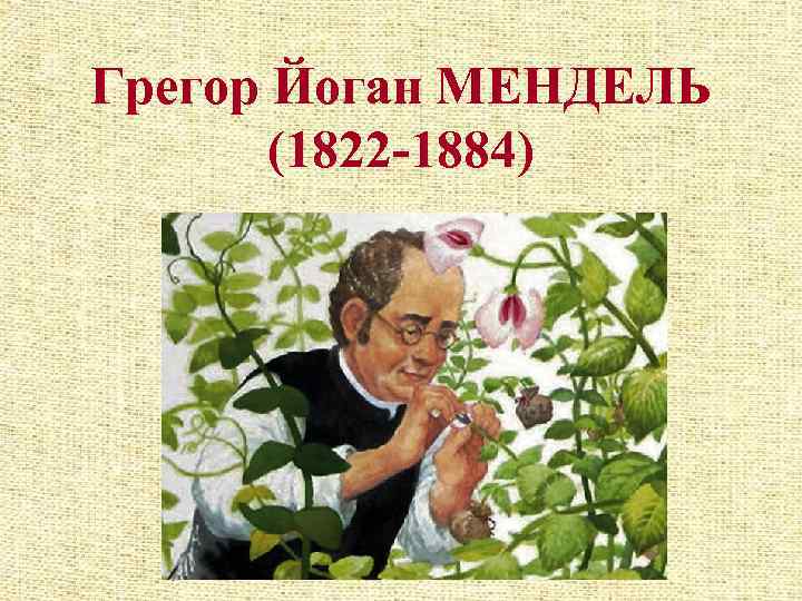 Грегор Йоган МЕНДЕЛЬ (1822 -1884) 