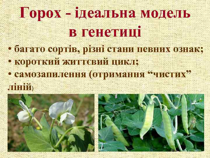 Горох - ідеальна модель в генетиці • багато сортів, різні стани певних ознак; •