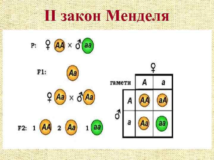 ІІ закон Менделя 