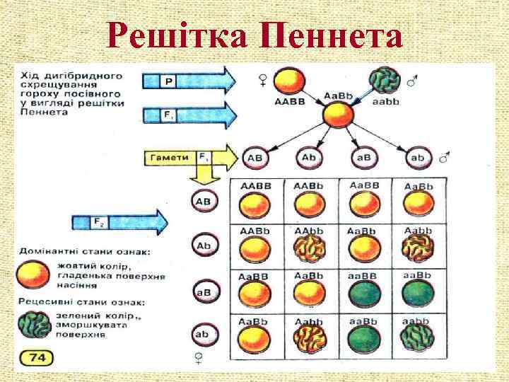 Решітка Пеннета 