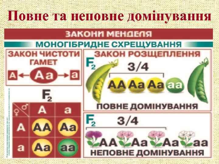 Повне та неповне домінування 