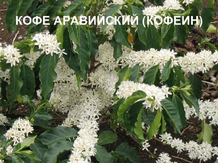 КОФЕ АРАВИЙСКИЙ (КОФЕИН) 
