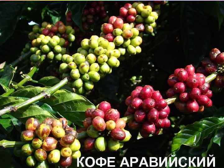 КОФЕ АРАВИЙСКИЙ 