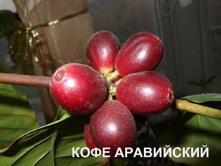 КОФЕ АРАВИЙСКИЙ 