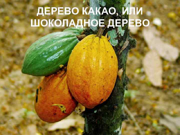 ДЕРЕВО КАКАО, ИЛИ ШОКОЛАДНОЕ ДЕРЕВО 