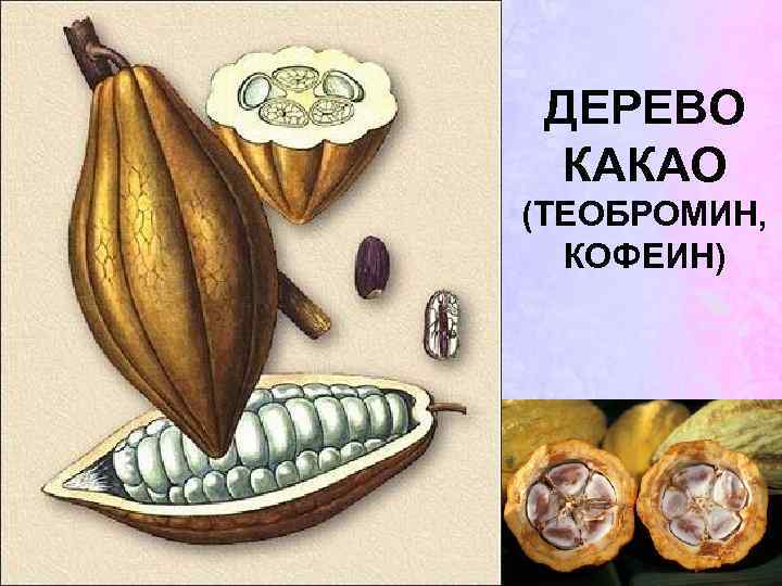ДЕРЕВО КАКАО (ТЕОБРОМИН, КОФЕИН) 