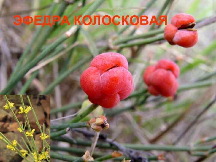 ЭФЕДРА КОЛОСКОВАЯ 