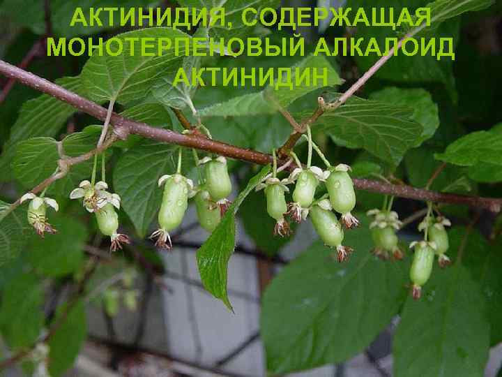 АКТИНИДИЯ, СОДЕРЖАЩАЯ МОНОТЕРПЕНОВЫЙ АЛКАЛОИД АКТИНИДИН 