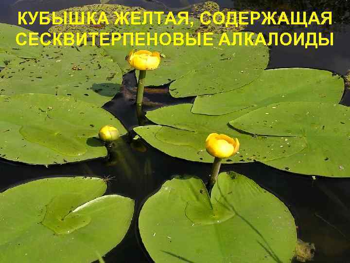 КУБЫШКА ЖЕЛТАЯ, СОДЕРЖАЩАЯ СЕСКВИТЕРПЕНОВЫЕ АЛКАЛОИДЫ 