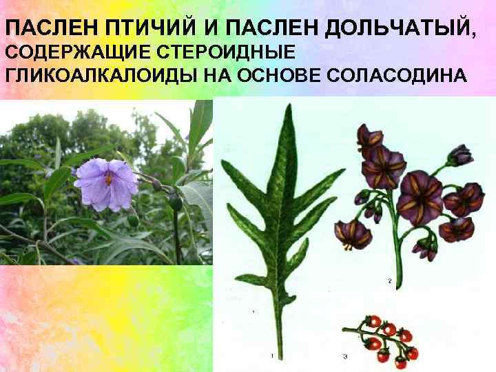 ПАСЛЕН ПТИЧИЙ И ПАСЛЕН ДОЛЬЧАТЫЙ, СОДЕРЖАЩИЕ СТЕРОИДНЫЕ ГЛИКОАЛКАЛОИДЫ НА ОСНОВЕ СОЛАСОДИНА 