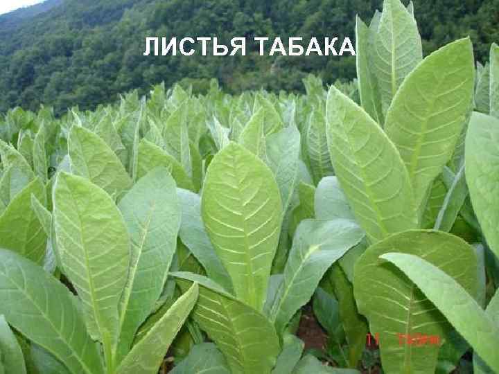 ЛИСТЬЯ ТАБАКА 