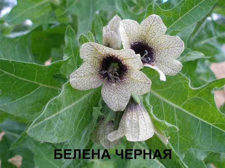 БЕЛЕНА ЧЕРНАЯ 