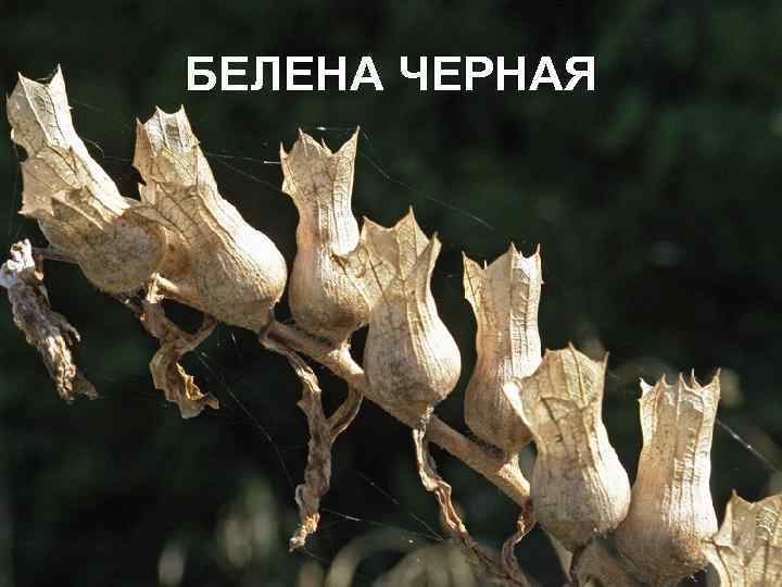 БЕЛЕНА ЧЕРНАЯ 