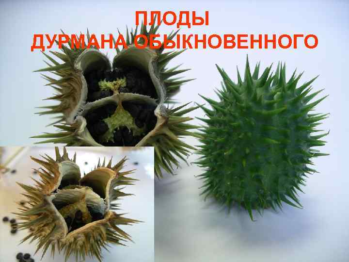 ПЛОДЫ ДУРМАНА ОБЫКНОВЕННОГО 