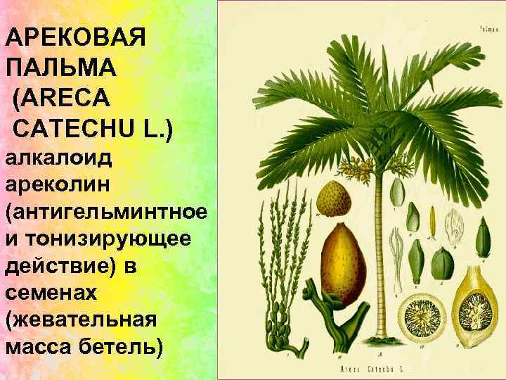 АРЕКОВАЯ ПАЛЬМА (ARECA CATECHU L. ) алкалоид ареколин (антигельминтное и тонизирующее действие) в семенах