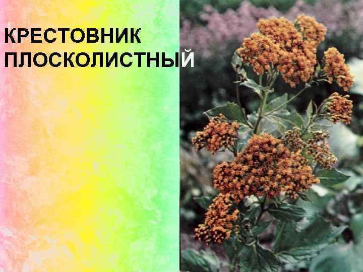 КРЕСТОВНИК ПЛОСКОЛИСТНЫЙ 