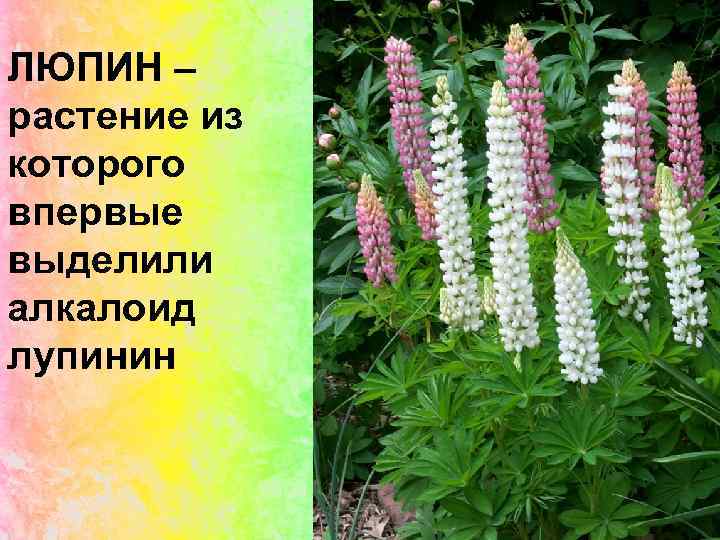ЛЮПИН – растение из которого впервые выделили алкалоид лупинин 