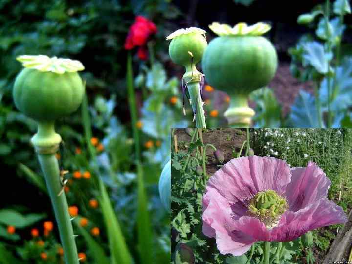 МАК СНОТВОРНЫЙ 