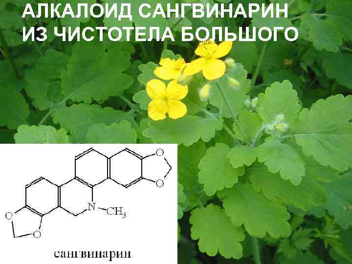 АЛКАЛОИД САНГВИНАРИН ИЗ ЧИСТОТЕЛА БОЛЬШОГО 