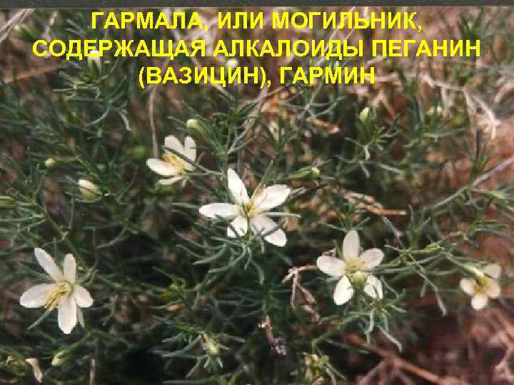 ГАРМАЛА, ИЛИ МОГИЛЬНИК, СОДЕРЖАЩАЯ АЛКАЛОИДЫ ПЕГАНИН (ВАЗИЦИН), ГАРМИН 