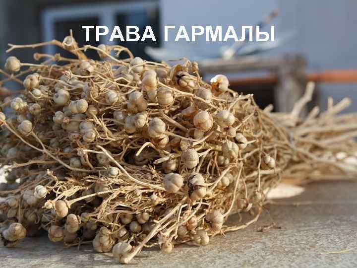 ТРАВА ГАРМАЛЫ 