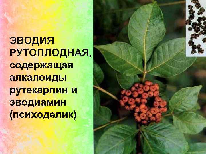 ЭВОДИЯ РУТОПЛОДНАЯ, содержащая алкалоиды рутекарпин и эводиамин (психоделик) 