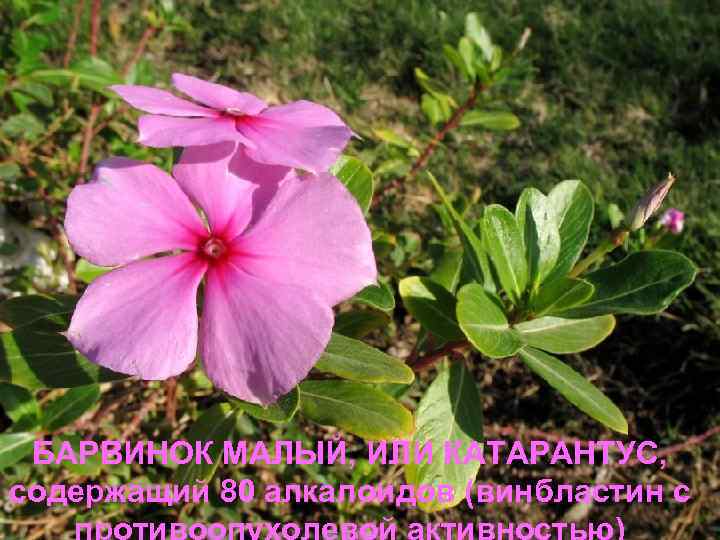 БАРВИНОК МАЛЫЙ, ИЛИ КАТАРАНТУС, содержащий 80 алкалоидов (винбластин с 