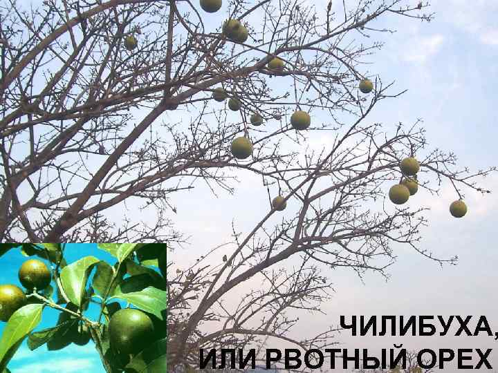 ЧИЛИБУХА, ИЛИ РВОТНЫЙ ОРЕХ 