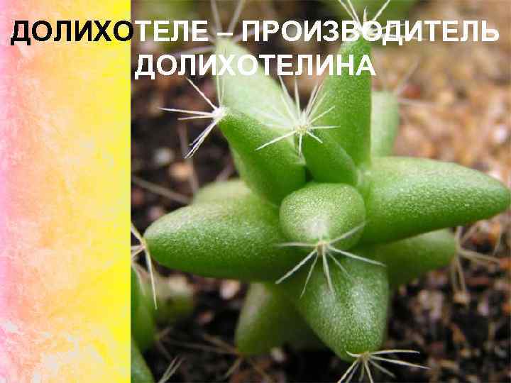 ДОЛИХОТЕЛЕ – ПРОИЗВОДИТЕЛЬ ДОЛИХОТЕЛИНА 
