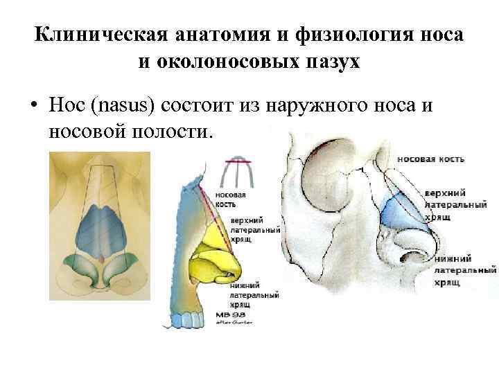 Клиническая анатомия и физиология носа и околоносовых пазух • Нос (nasus) состоит из наружного