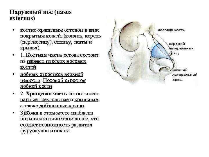 Строение наружного носа
