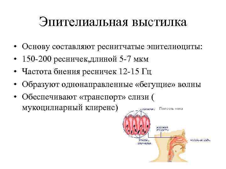 Эпителиальная выстилка • • • Основу составляют реснитчатые эпителиоциты: 150 200 ресничек, длиной 5