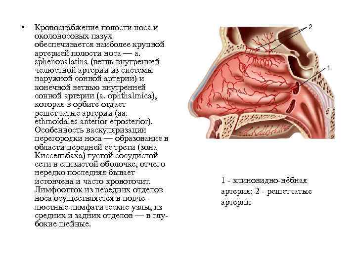  • Кровоснабжение полости носа и околоносовых пазух обеспечивается наиболее крупной артерией полости носа