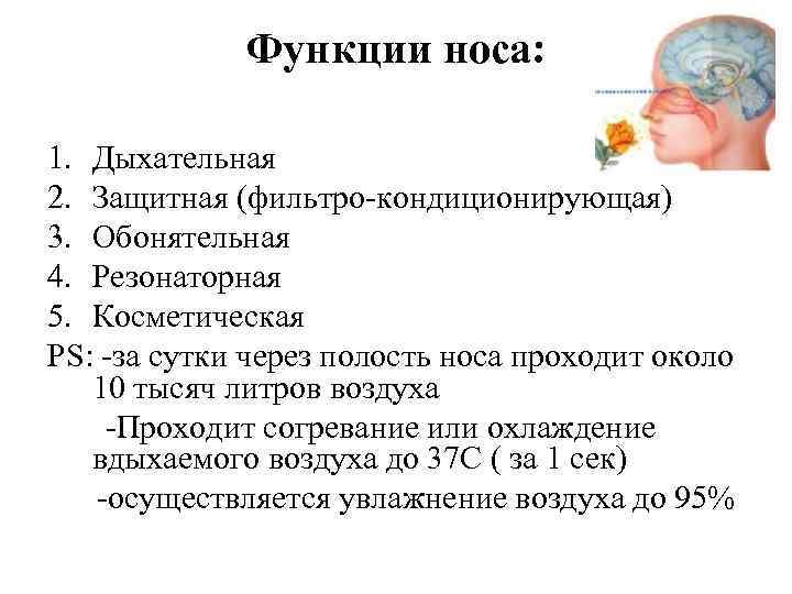 Функции носа: 1. Дыхательная 2. Защитная (фильтро кондиционирующая) 3. Обонятельная 4. Резонаторная 5. Косметическая