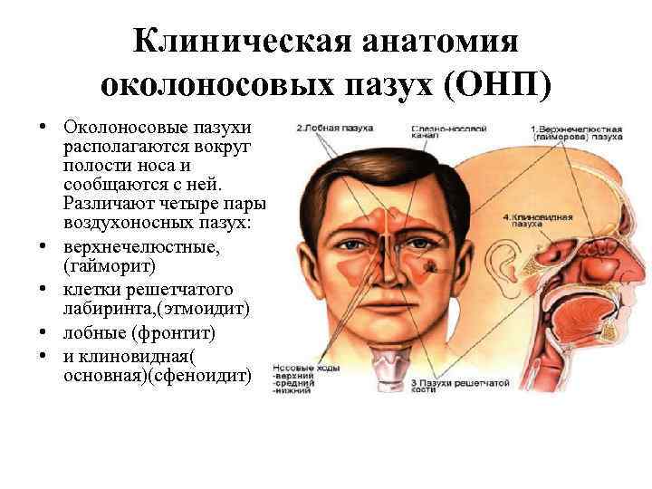 Клиническая анатомия околоносовых пазух (ОНП) • Околоносовые пазухи располагаются вокруг полости носа и сообщаются