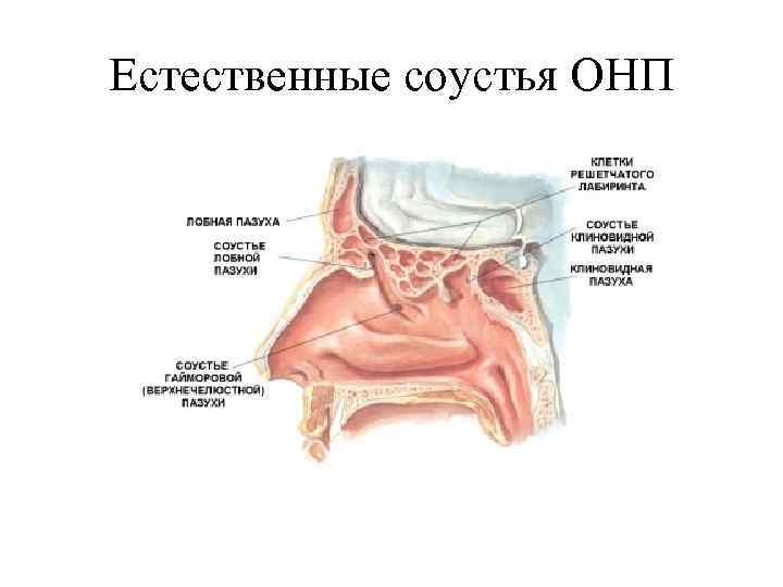 Естественные соустья ОНП 