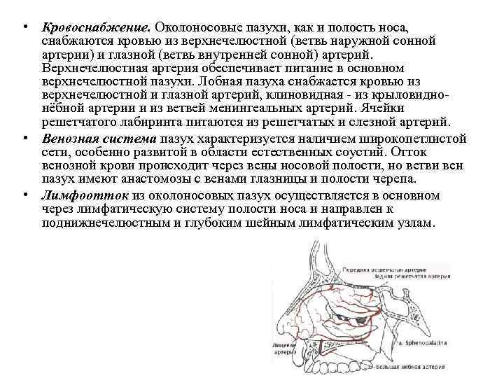  • Кровоснабжение. Околоносовые пазухи, как и полость носа, снабжаются кровью из верхнечелюстной (ветвь