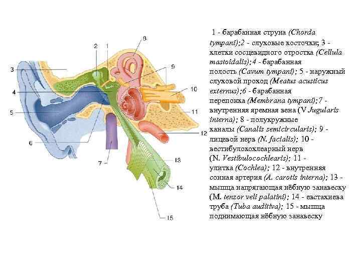 1 - барабанная струна (Chorda tympani); 2 - слуховые косточки; 3 - клетки