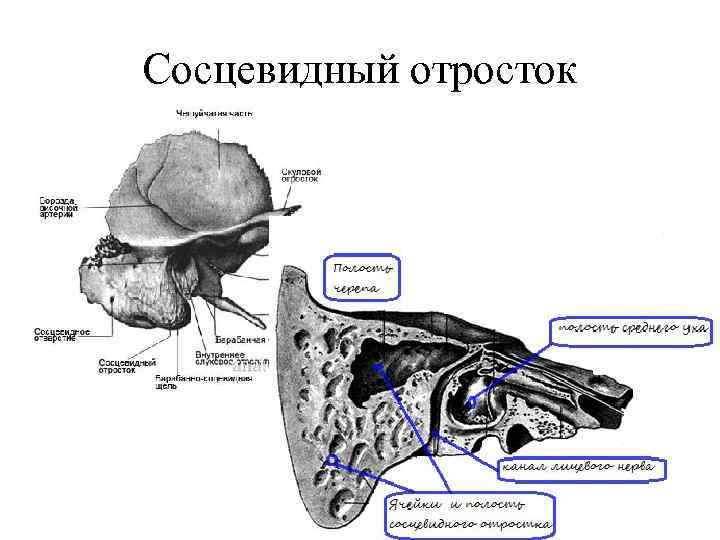 Сосцевидный отросток 