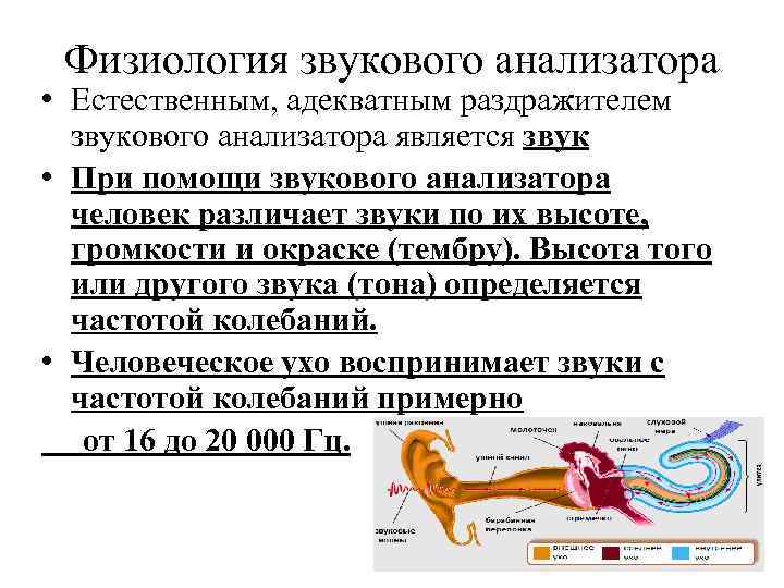 Физиология звукового анализатора • Естественным, адекватным раздражителем звукового анализатора является звук • При помощи