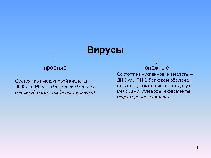 Вирусы простые Состоят из нуклеиновой кислоты – ДНК или РНК – и белковой оболочки