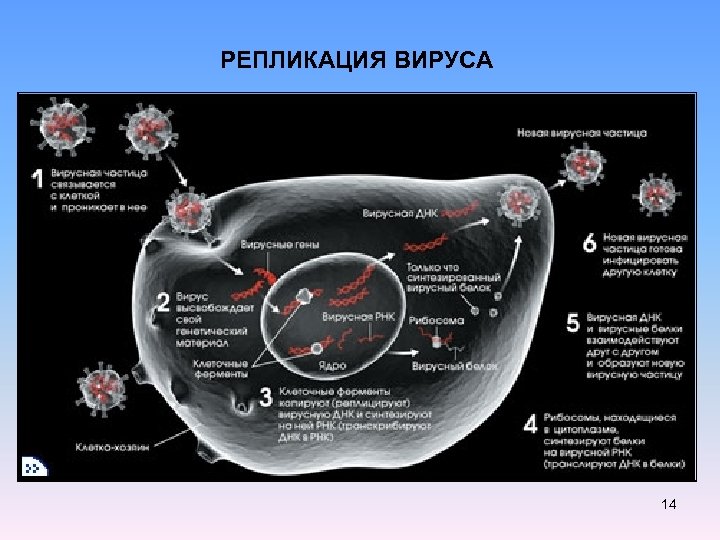 РЕПЛИКАЦИЯ ВИРУСА 14 
